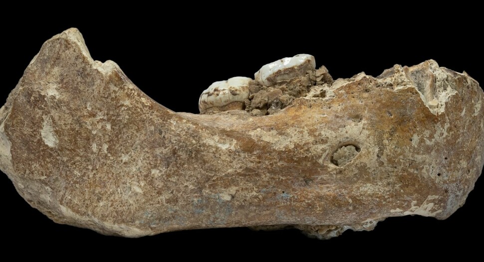 Dette er kjevebenet som forskerne har identifisert. Selve kjevebenet ble funnet i 1980, men det er først nå det har blitt undersøkt for DNA (Bilde: Dongju Zhang, Lanzhou University)