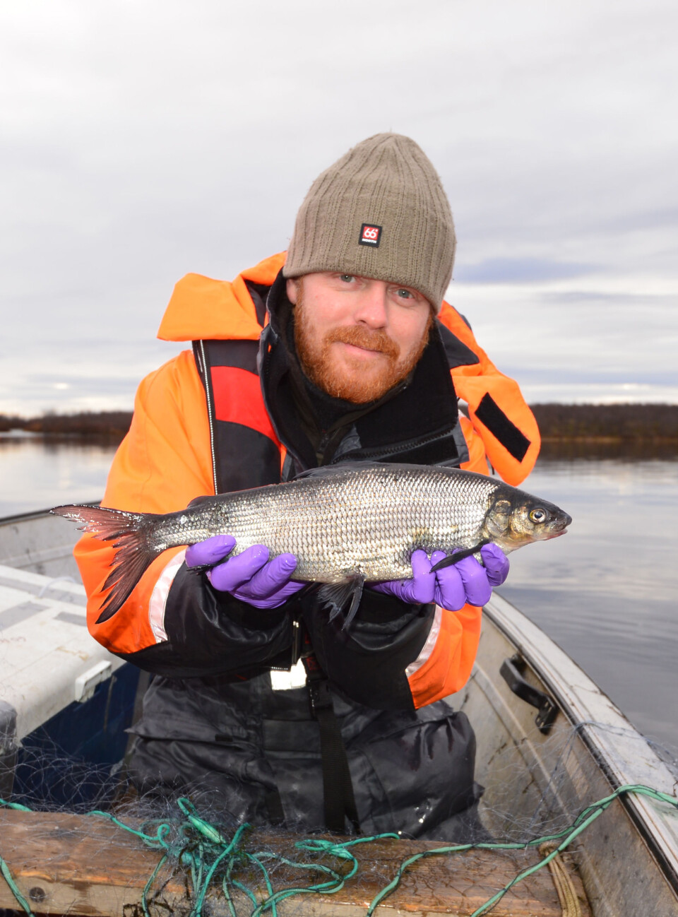 Sik fra Suohpatjavri i Finnmark (Foto: Katja Häkli)