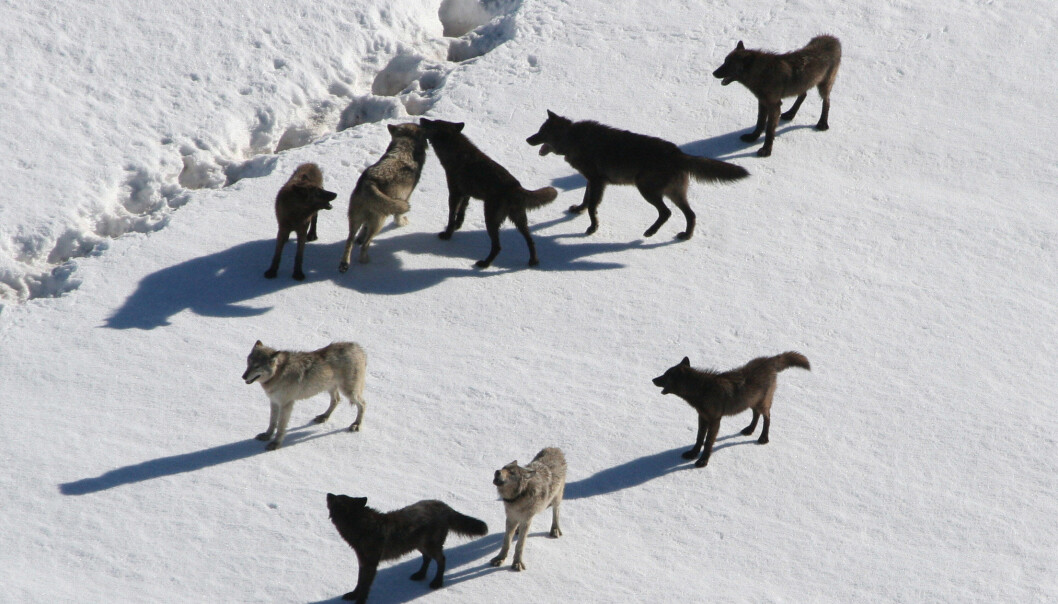 Ulver er et typisk rovdyr som både kan jakte alene og i flokk. Men når er det lurt å gjøre hva? Dette er en ulveflokk i Yellowstone. (Illustrasjonsbilde: Doug Smith/National Park Service) Ulver er et typisk rovdyr som både kan jakte alene og i flokk. Men når er det lurt å gjøre hva? Dette er en ulveflokk i Yellowstone. (Illustrasjonsbilde: Doug Smith/National Park Service)