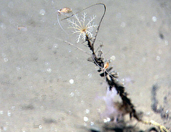 Lofotsjøliljen (Rhizocrinus lofotensis) ble verdensberømt i 1868 da Michael Sars beskrev den for vitenskapen etter at den ble funnet for første gang på dypt vann utenfor Lofoten. Funnet beviste at det var liv i dyphavet i en tid da vitenskapen mente det var livløst. Og som så ofte sett før, smådyr klatrer til topps i hva det skal være, og stilken til sjøliljen er både nyttig og ufarlig. Her 2 km under havoverflaten! Lofotsjøliljen (Rhizocrinus lofotensis) ble verdensberømt i 1868 da Michael Sars beskrev den for vitenskapen etter at den ble funnet for første gang på dypt vann utenfor Lofoten. Funnet beviste at det var liv i dyphavet i en tid da vitenskapen mente det var livløst. Og som så ofte sett før, smådyr klatrer til topps i hva det skal være, og stilken til sjøliljen er både nyttig og ufarlig. Her 2 km under havoverflaten!