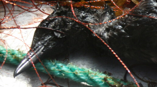 Flere tusen sjøfugl dør årlig i fiskegarn