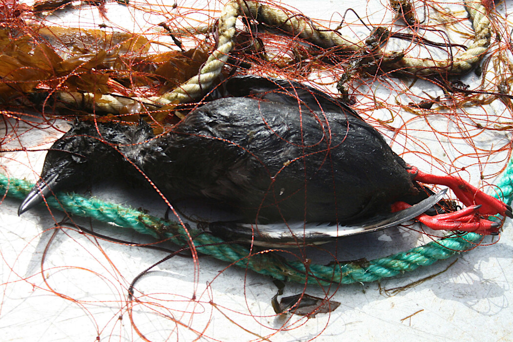 En teist har gått i garnet. Tusenvis av sjøfugl ender sine dager på denne måten under det kystnære garnfisket i Norge. (Foto: Kirstin Fangel, NINA) En teist har gått i garnet. Tusenvis av sjøfugl ender sine dager på denne måten under det kystnære garnfisket i Norge. (Foto: Kirstin Fangel, NINA)