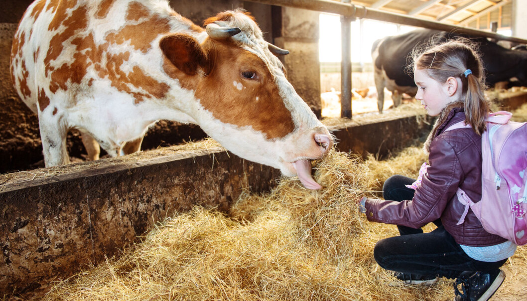 Møkk, bakterier og allergener i stallen ser ut til å styrke barns immunforsvar. (Illustrasjonsfoto: 2xSamara.com / Shutterstock / NTB scanpix) Møkk, bakterier og allergener i stallen ser ut til å styrke barns immunforsvar. (Illustrasjonsfoto: 2xSamara.com / Shutterstock / NTB scanpix)