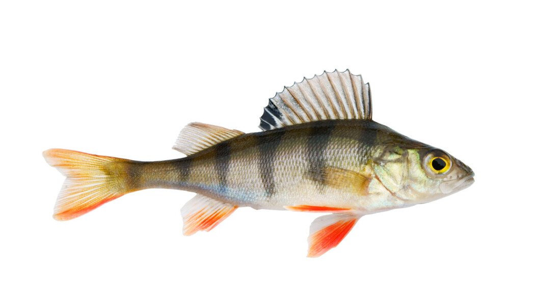 Abbor kan takle varmt vann ved å justere metabolismen. Men bare opp til et visst nivå. (Foto: Shutterstock / NTB scanpix) Abbor kan takle varmt vann ved å justere metabolismen. Men bare opp til et visst nivå. (Foto: Shutterstock / NTB scanpix)