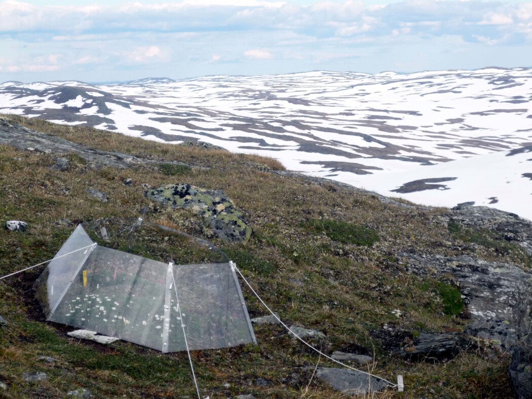 Forskere har undersøkt hvordan plantene har det i de kaldeste områdene på kloden. Et varmere klima har stor effekt. (Foto: Kari Klanderud) Forskere har undersøkt hvordan plantene har det i de kaldeste områdene på kloden. Et varmere klima har stor effekt. (Foto: Kari Klanderud)
