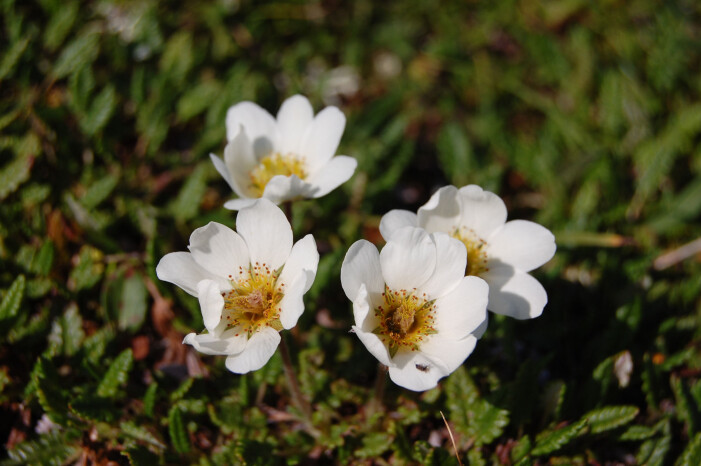 Reinrose er typisk høyfjellsart som kan bli påvirket av klimaendringrer. (Foto: Kari Klanderud) Reinrose er typisk høyfjellsart som kan bli påvirket av klimaendringrer. (Foto: Kari Klanderud)