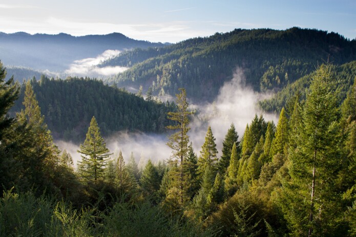 Om vi skal forvalte skogen på en rettferdig og bærekraftig måte som sikrer mangfoldet av arter og naturgoder er vi nødt til å skaffe oss en bedre og mer helhetlig oversikt over de kompliserte økologiske og samfunnsmessige interaksjonene. Mye av kunnskapen finnes allerede, men den er fragmentert og lite tilgjengelig. Utfordringen består i å på en fornuftig måte både samle og kommunisere store mengder informasjon slik at vi kan ta informerte standpunkt og valg. (Foto: CC0) Om vi skal forvalte skogen på en rettferdig og bærekraftig måte som sikrer mangfoldet av arter og naturgoder er vi nødt til å skaffe oss en bedre og mer helhetlig oversikt over de kompliserte økologiske og samfunnsmessige interaksjonene. Mye av kunnskapen finnes allerede, men den er fragmentert og lite tilgjengelig. Utfordringen består i å på en fornuftig måte både samle og kommunisere store mengder informasjon slik at vi kan ta informerte standpunkt og valg. (Foto: CC0)