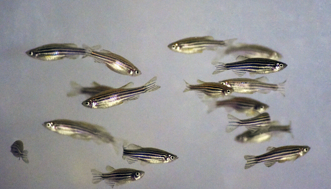 En artikkel om sebrafisk i avhandlingen som har blitt gransket for fusk viser akkurat det samme resultatet som grisestudien: Behandling med antibiotika får fiskens eget immunforsvar til å kjempe hardere. Problemet er at dataene til studien ikke finnes. (Foto: Ola Sæther) En artikkel om sebrafisk i avhandlingen som har blitt gransket for fusk viser akkurat det samme resultatet som grisestudien: Behandling med antibiotika får fiskens eget immunforsvar til å kjempe hardere. Problemet er at dataene til studien ikke finnes. (Foto: Ola Sæther)