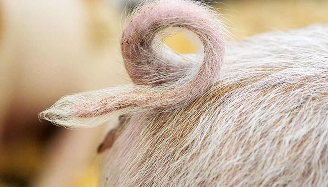 I stipendiatens figurer steg både gammaglobulin og CRP markant i grisungene etter antibiotikabehandling, og bekreftet dermed den oppsiktsvekkende hypotesen om at antibiotika i seg selv mobiliserer kroppens eget immunforsvar. (Foto: Ola Sæther) I stipendiatens figurer steg både gammaglobulin og CRP markant i grisungene etter antibiotikabehandling, og bekreftet dermed den oppsiktsvekkende hypotesen om at antibiotika i seg selv mobiliserer kroppens eget immunforsvar. (Foto: Ola Sæther)