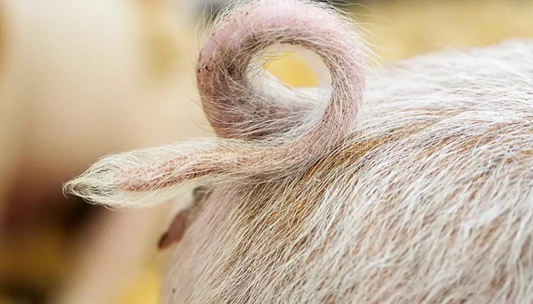 I stipendiatens figurer steg både gammaglobulin og CRP markant i grisungene etter antibiotikabehandling, og bekreftet dermed den oppsiktsvekkende hypotesen om at antibiotika i seg selv mobiliserer kroppens eget immunforsvar. (Foto: Ola Sæther)