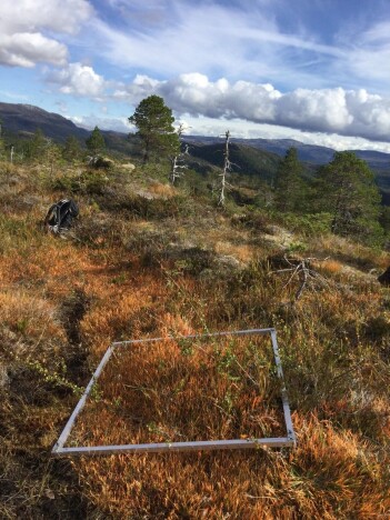Denne kvadratmeteren er i nærheten av Vikna. På en dag som denne er feltlivet helt ok! Foto: Lise Tingstad. Denne kvadratmeteren er i nærheten av Vikna. På en dag som denne er feltlivet helt ok! Foto: Lise Tingstad.