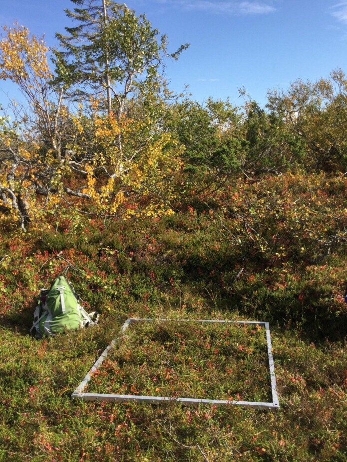 Det rakk å bli høst før vi nådde Lierne. Foto: Lise Tingstad. Det rakk å bli høst før vi nådde Lierne. Foto: Lise Tingstad.