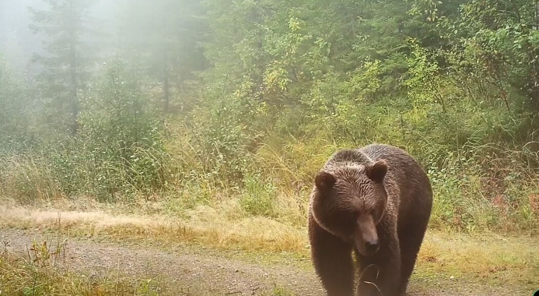 En bjørn passerer viltkamera i Østerdalen. Foto viltkamera.nina.no En bjørn passerer viltkamera i Østerdalen. Foto viltkamera.nina.no