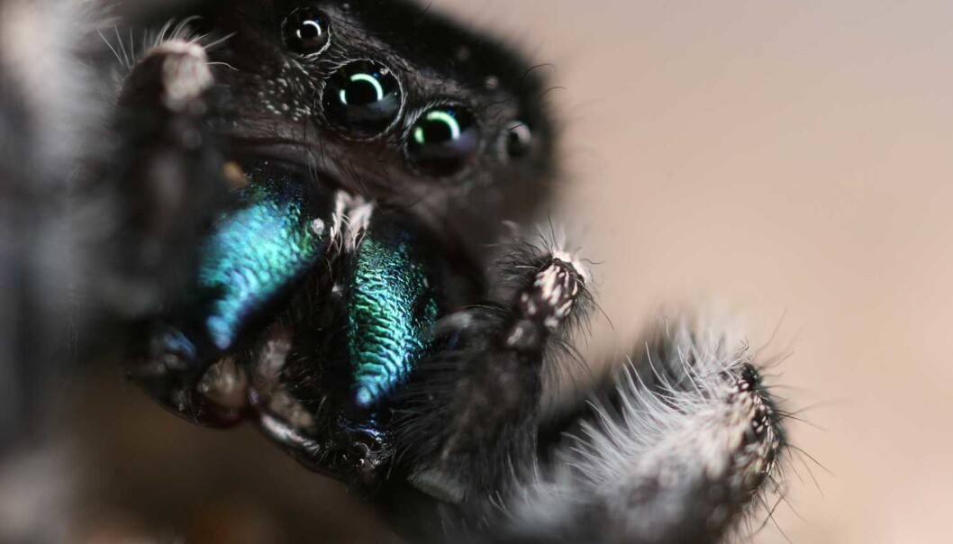 Denne hoppeedderkoppen av arten Phidippus audax har vært til hørsels- og synstest i forskernes laboratorium. (Foto: Gil Menda, The Hoy lab) Denne hoppeedderkoppen av arten Phidippus audax har vært til hørsels- og synstest i forskernes laboratorium. (Foto: Gil Menda, The Hoy lab)