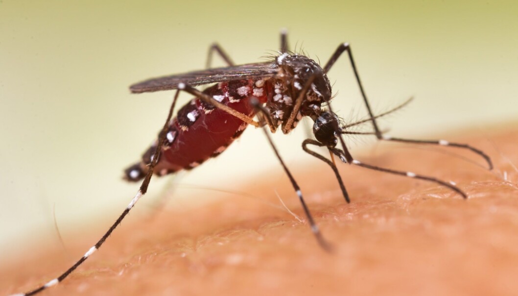 Myggarten Aedes aegypti er glad i menneskeblod. Svetter du mye, kan du være ekstra utsatt for myggestikk. (Foto: frank60, Shutterstock, NTB scanpix) Myggarten Aedes aegypti er glad i menneskeblod. Svetter du mye, kan du være ekstra utsatt for myggestikk. (Foto: frank60, Shutterstock, NTB scanpix)