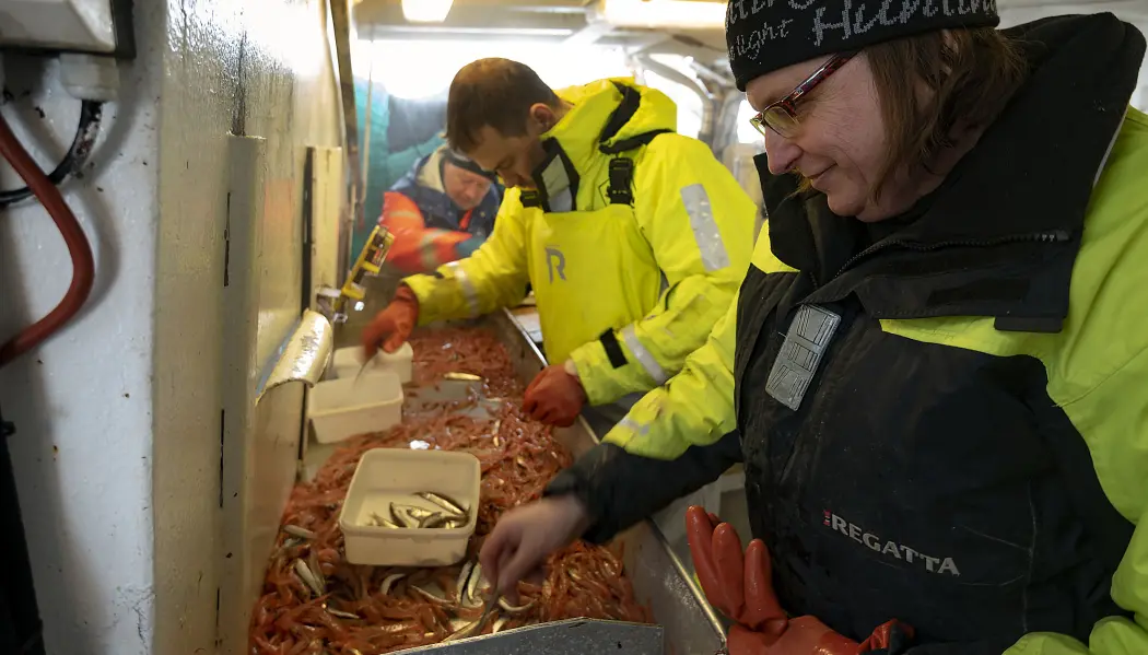 Trude Hauge Thangstad, Fabian Zimmermann og Kjell Nedreaas sorterer reker fra ett av tråtrekkene. (Foto: Gunnar Sætra / Havforskningsinstituttet) Trude Hauge Thangstad, Fabian Zimmermann og Kjell Nedreaas sorterer reker fra ett av tråtrekkene. (Foto: Gunnar Sætra / Havforskningsinstituttet)