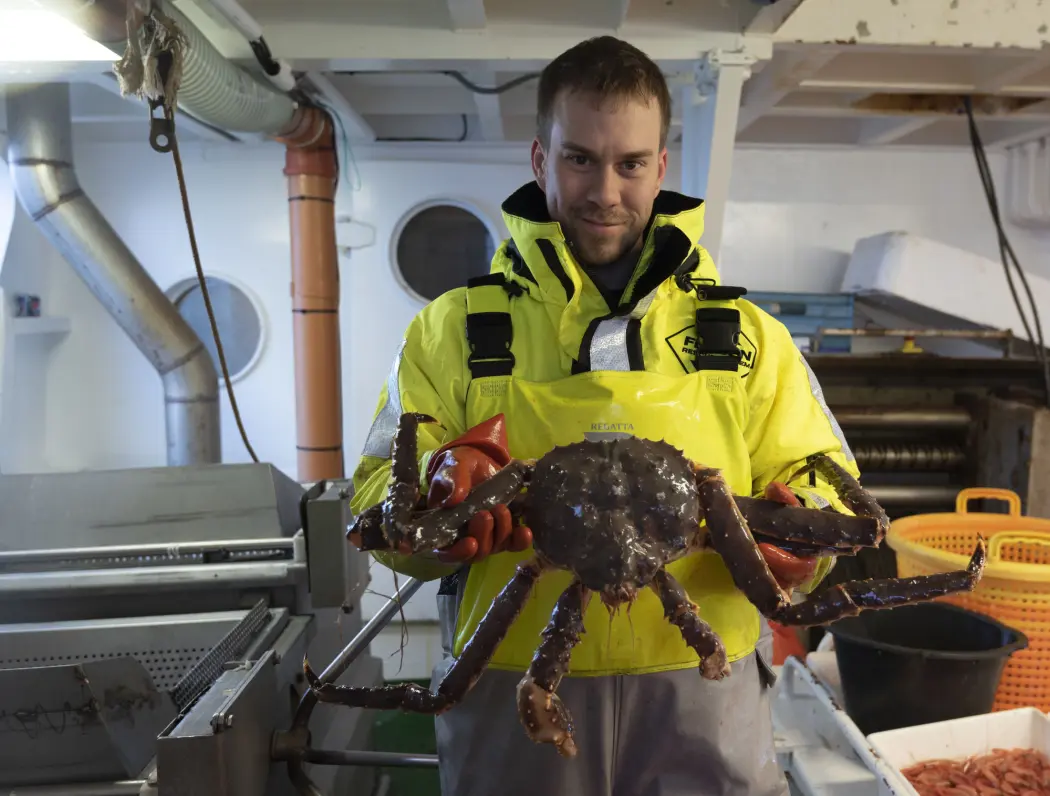 Fabian Zimmermann med ei av de få kongekrabbene som har blitt tatt under toktet på Porsangen (Foto: Gunnar Sætra / Havforskningsinstituttet) Fabian Zimmermann med ei av de få kongekrabbene som har blitt tatt under toktet på Porsangen (Foto: Gunnar Sætra / Havforskningsinstituttet)