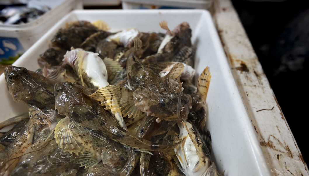 I den innerste delen av Porsangen lever det flere arktiske arter. Glattulke er en av dem. (Foto: Gunnar Sætra / Havforskningsinstituttet) I den innerste delen av Porsangen lever det flere arktiske arter. Glattulke er en av dem. (Foto: Gunnar Sætra / Havforskningsinstituttet)