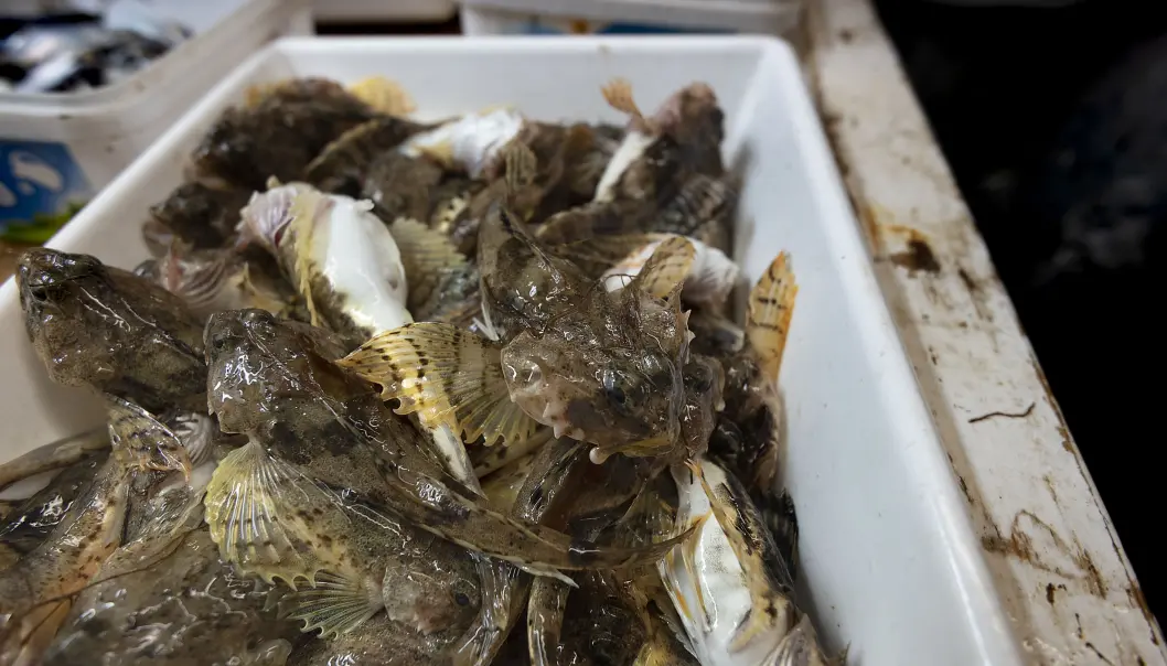 I den innerste delen av Porsangen lever det flere arktiske arter. Glattulke er en av dem. (Foto: Gunnar Sætra / Havforskningsinstituttet) I den innerste delen av Porsangen lever det flere arktiske arter. Glattulke er en av dem. (Foto: Gunnar Sætra / Havforskningsinstituttet)