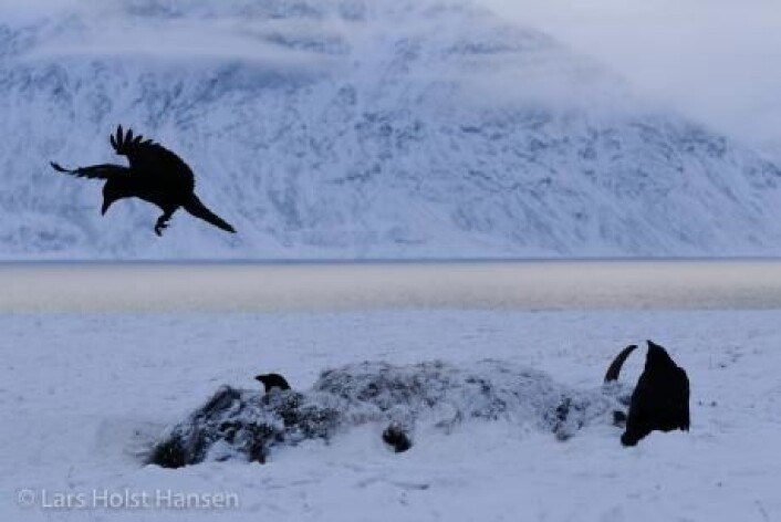 Varmere vær kan gjøre det mulig for parasitter å overleve i Arktis. Og det kan skape helt nye sykdommer hos moskusoksene. (Foto: Lars Holst Hansen) Varmere vær kan gjøre det mulig for parasitter å overleve i Arktis. Og det kan skape helt nye sykdommer hos moskusoksene. (Foto: Lars Holst Hansen)