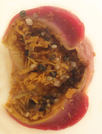 Krås med fôr og kråsstein. (Foto: Kari Borg) Krås med fôr og kråsstein. (Foto: Kari Borg)