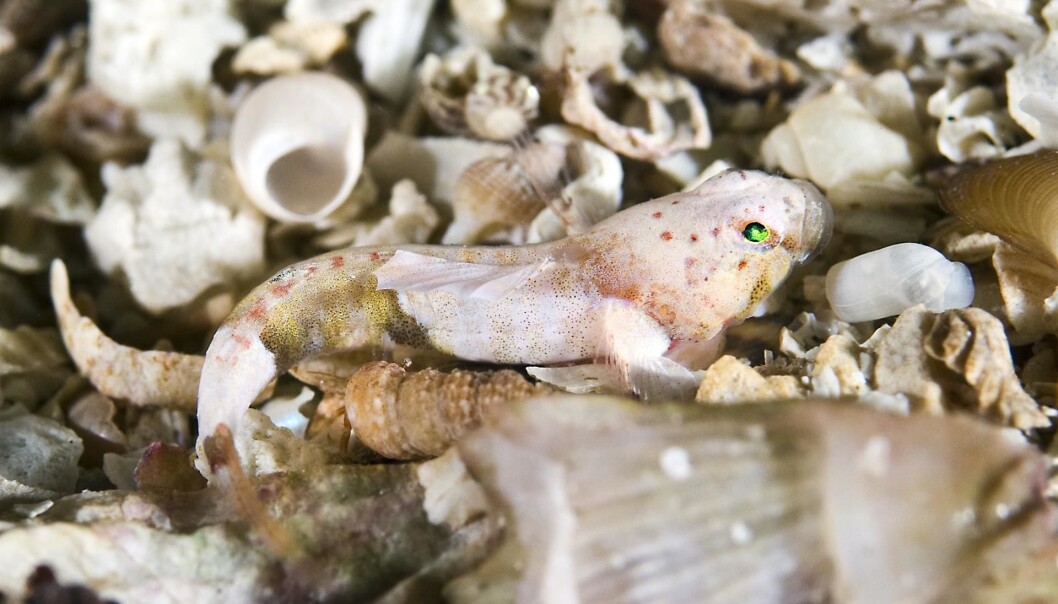 Det er ikke lett å få øye på Europas minste fisk, småkutling. (Foto: Rudolf Svensen, UWPhoto, https://creativecommons.org/licenses/by/4.0/deed.no) Det er ikke lett å få øye på Europas minste fisk, småkutling. (Foto: Rudolf Svensen, UWPhoto, https://creativecommons.org/licenses/by/4.0/deed.no)