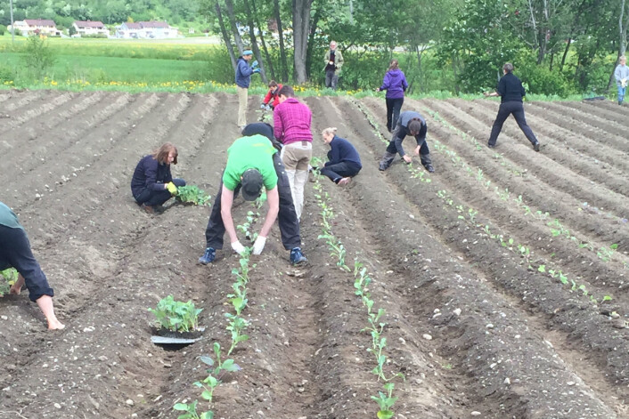 Andelseierne trer inn i rolle som produsenter, og visker slik ut skillet og mellomleddet mellom produsent og forbruker. (Foto: Oddveig Storstad) Andelseierne trer inn i rolle som produsenter, og visker slik ut skillet og mellomleddet mellom produsent og forbruker. (Foto: Oddveig Storstad)