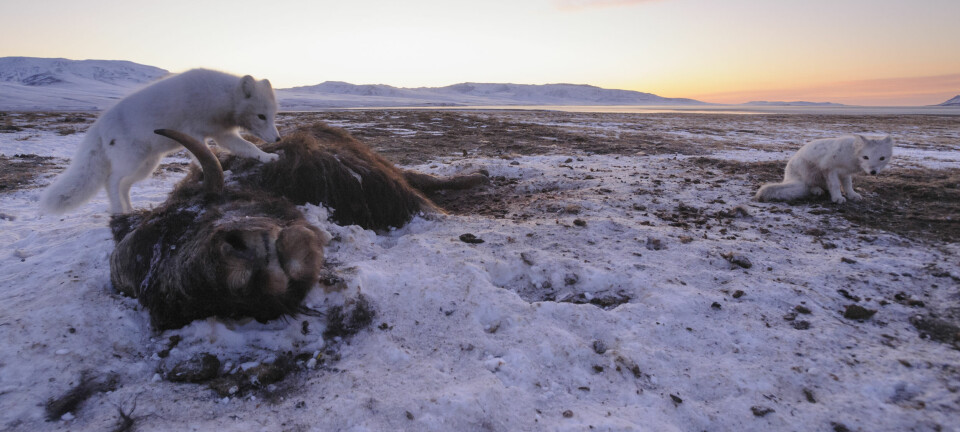 Moskusoksene kan vandre ekstremt langt. Men hvis Arktis langsomt smelter, har de til slutt ingen steder å gå, forklarer Niels Martin Schmidt.  (Foto: Lars Holst Hansen)