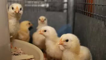 Kan småstein erstatte narasin i kyllingfôret?