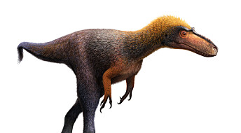 Her er mini-stamfaren til Tyrannosaurus Rex