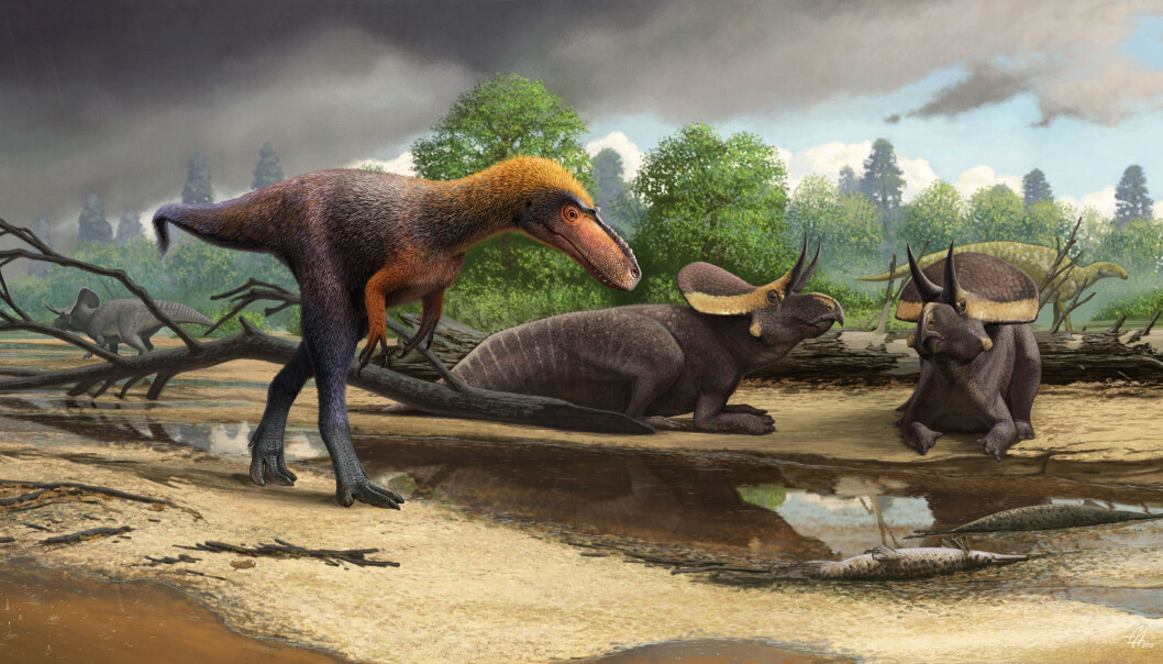 Her er dyret sett sammen med Zuniceratops. (Bilde: Andrey Atuchin) Her er dyret sett sammen med Zuniceratops. (Bilde: Andrey Atuchin)
