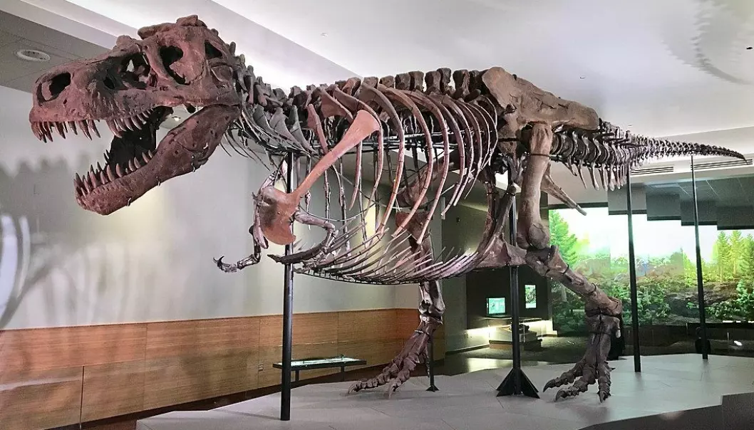 Den mer kjente etterkommeren, Tyrannosaurus Rex. Denne står i Chicago (Bilde: Zissoudisctrucker/CC BY-SA 4.0)