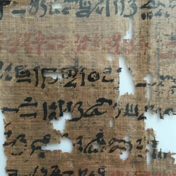Et lite utsnitt av papyrusen. Hieroglyfene leses fra høyre mot venstre. (Foto: Mikkel Andreas Beck)