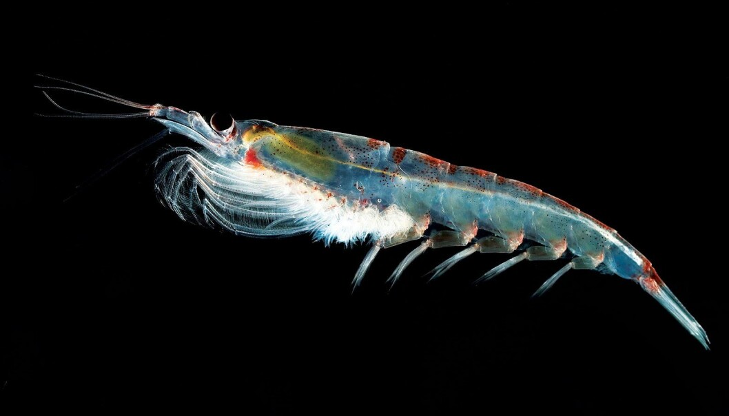 Antarktisk krill overlever flukt fra fisketrålen