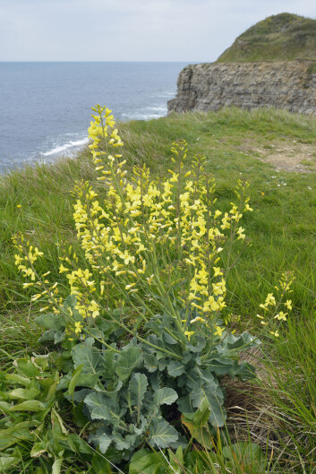 B. oleracea eller villkål, som er utgangspunkt for alle kålplantene vi spiser (Foto: Martin Fowler / Shutterstock / NTB scanpix) B. oleracea eller villkål, som er utgangspunkt for alle kålplantene vi spiser (Foto: Martin Fowler / Shutterstock / NTB scanpix)