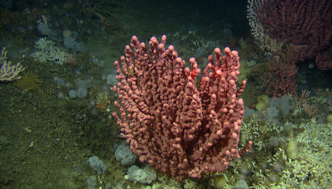 Havforsuring er den største trusselen mot norske korallrev