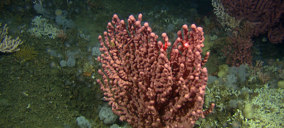 De norske dypvannskorallene er ikke bare fargestrålende vakre, de sørger også for mat, skjul og levested for et hundretalls andre arter.  (Foto: Mareano, Havforskningsinstituttet)