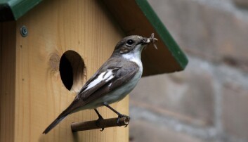 Denne svarthvite fluesnapperen har klart å skaffe seg en flyvende matbit. (Foto: Colourbox) Denne svarthvite fluesnapperen har klart å skaffe seg en flyvende matbit. (Foto: Colourbox)
