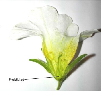 Fruktbladet i en vanlig hageplante (Foto: Paintser) Fruktbladet i en vanlig hageplante (Foto: Paintser)
