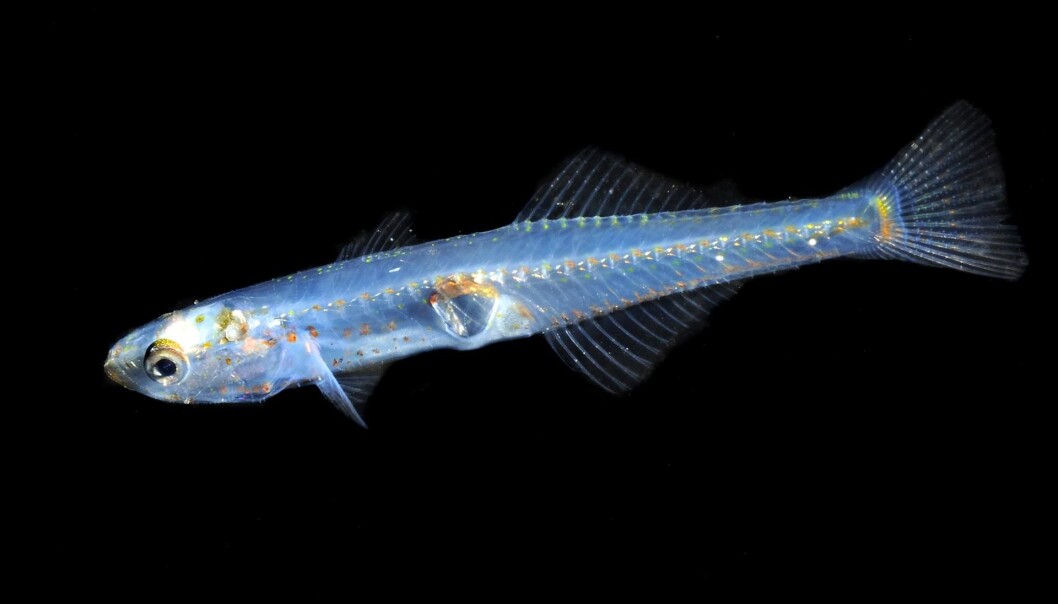 Glasskutling er en av de få kutlingene som ikke lever som bunnfisk, men stort sett oppholder seg i de frie vannmassene, såkalt pelagisk. Den er rundt fem centimeter lang, langstrakt og en nærmest gjennomsiktig fisk. (Foto: Erling Svensen, Ocean Photo, https://creativecommons.org/licenses/by/4.0/deed.no) Glasskutling er en av de få kutlingene som ikke lever som bunnfisk, men stort sett oppholder seg i de frie vannmassene, såkalt pelagisk. Den er rundt fem centimeter lang, langstrakt og en nærmest gjennomsiktig fisk. (Foto: Erling Svensen, Ocean Photo, https://creativecommons.org/licenses/by/4.0/deed.no)