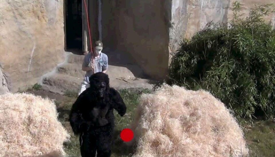 Mann med munnbind jager gorilla med stokk. Utdrag fra komikveld i apehuset i dyrehagen. (Skjermdump fra video: Christopher Krupenye, Fumihiro Kano, MPI-EVA, Kumamoto Sanctuary) Mann med munnbind jager gorilla med stokk. Utdrag fra komikveld i apehuset i dyrehagen. (Skjermdump fra video: Christopher Krupenye, Fumihiro Kano, MPI-EVA, Kumamoto Sanctuary)