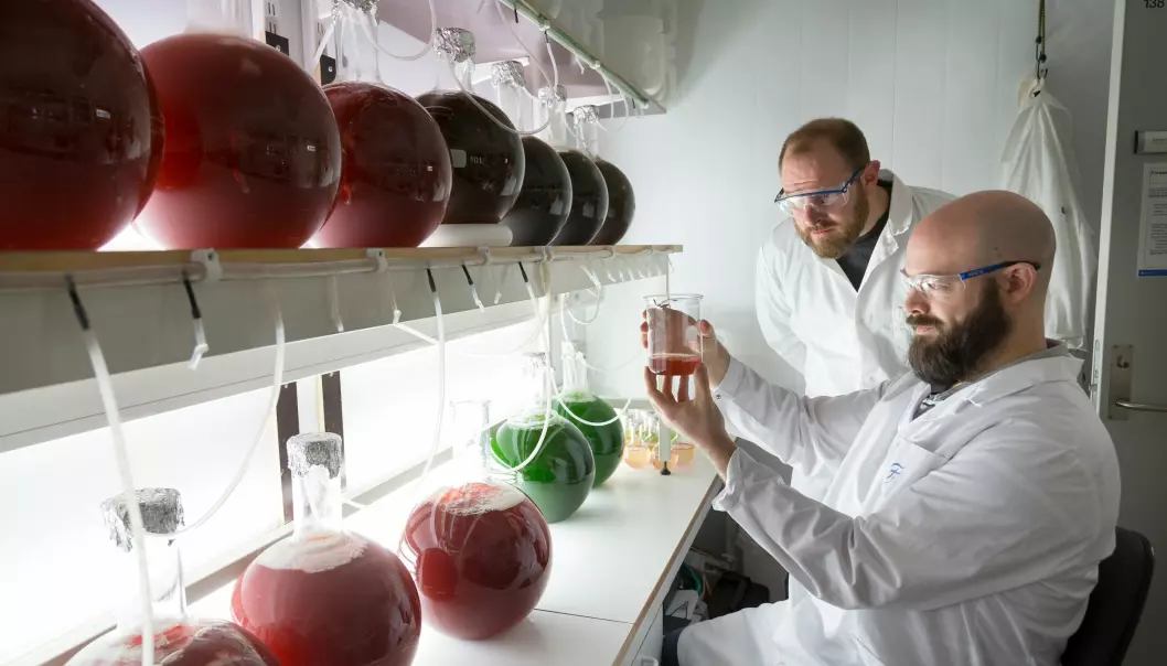 Forsker Andy Booth ( bakerst) og NTNU-partner Iurgi Zabalegui i laben, der de dyrker ulike alger som senere skal eksponeres for mikroplast. (Foto: Sintef)