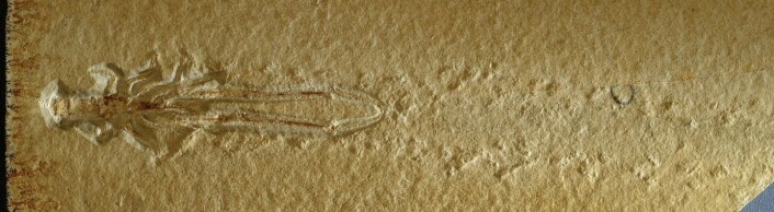 Slik ser fluktsporene til Mecochirus longimanatus ut. (Foto: Hans Arne Nakrem / Naturhistorisk museum) Slik ser fluktsporene til Mecochirus longimanatus ut. (Foto: Hans Arne Nakrem / Naturhistorisk museum)