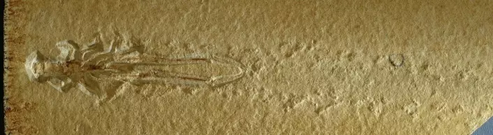 Slik ser fluktsporene til Mecochirus longimanatus ut. (Foto: Hans Arne Nakrem / Naturhistorisk museum)