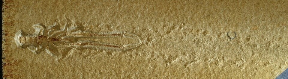 Slik ser fluktsporene til Mecochirus longimanatus ut. (Foto: Hans Arne Nakrem / Naturhistorisk museum)