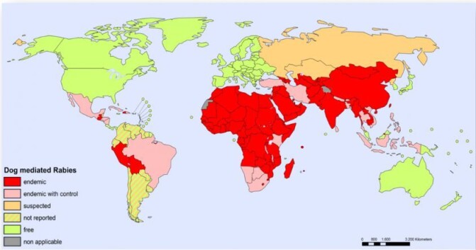 På kartet kan du se hvilke områder hvor hunder er hovedreservoaret og kilde til rabiessmitte (røde). Kilde: Rabies Bulletin Europe/WHO) På kartet kan du se hvilke områder hvor hunder er hovedreservoaret og kilde til rabiessmitte (røde). Kilde: Rabies Bulletin Europe/WHO)