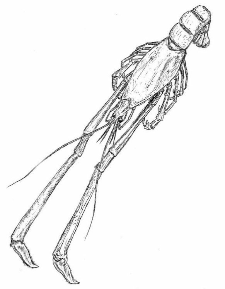 Illustrasjon av krepsdyret Mecochirus longimanatus, inspirasjon hentet fra Barthel mfl. (1990) (Foto: (Illustrasjon: Eirik Aasmo Finne))