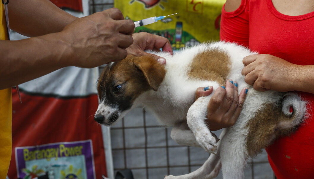 95 prosent av de som dør av rabies bor i Asia og Afrika. Her får en hund en rabiesvaksine på Fillippinene. (Foto: EPA, NTB scanpix) 95 prosent av de som dør av rabies bor i Asia og Afrika. Her får en hund en rabiesvaksine på Fillippinene. (Foto: EPA, NTB scanpix)
