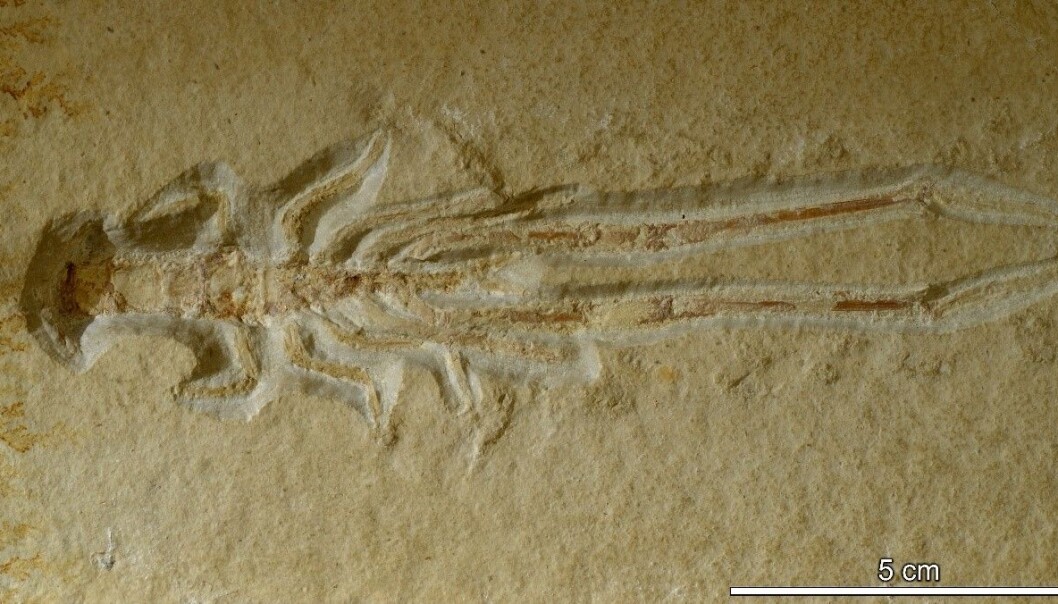 I dag er krepsdyret Mecochirus longimanatus er utstilt ved Naturhistorisk museum, men veien dit har vært lang. Universitetet i Oslo. (Foto: Hans Arne Nakrem / Naturhistorisk museum) I dag er krepsdyret Mecochirus longimanatus er utstilt ved Naturhistorisk museum, men veien dit har vært lang. Universitetet i Oslo. (Foto: Hans Arne Nakrem / Naturhistorisk museum)