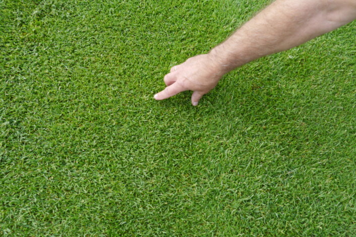 Greenkeeper Anders Erichsen viser frem flekker med tunrapp på banen. (Foto: Siri Elise Dybdal) Greenkeeper Anders Erichsen viser frem flekker med tunrapp på banen. (Foto: Siri Elise Dybdal)